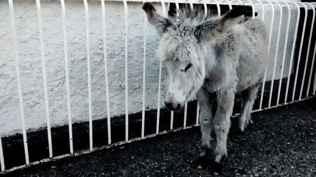 New Forest donkey